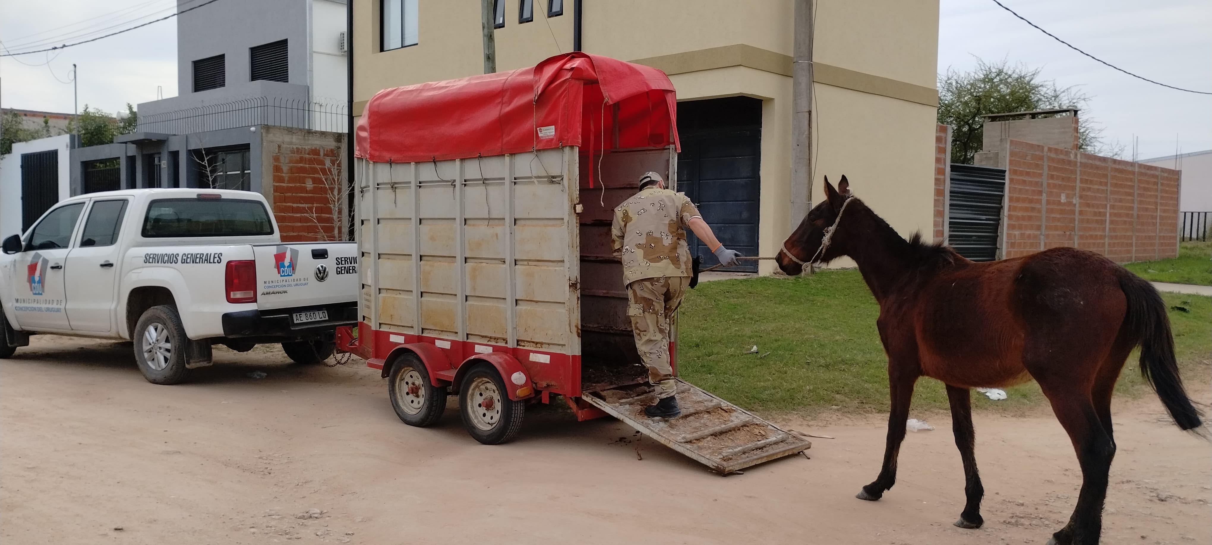 Cómo denunciar caballos sueltos en la vía pública